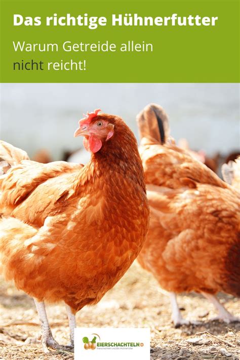 Pin Auf Hühner Blog Alles Rund Um Huhn Wachtel And Co