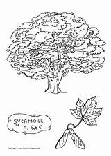 Tree Sycamore Colouring Coloring Pages Trees Activityvillage Leaf Print Children Illustration Book Village Activity sketch template