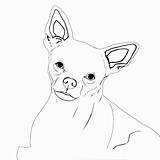 Coloring Chihuahua Pages sketch template