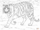 Coloring Tiger Pages Bengal Printable Drawing Supercoloring Colorings sketch template