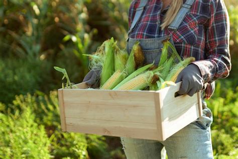 premium photo woman gardener gathers corn   summer garden