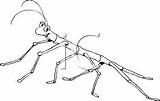 Clipart Stick Insect Bug Coloring Walking Clip Insects Pages Clipground Sketch Choose Board Sticks sketch template