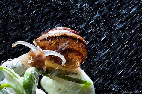 insanely beautiful close ups of snails in a rainstorm