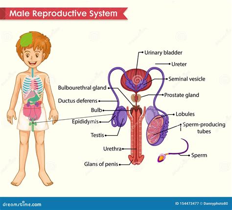 scientific medical illustration of male reproductive system stock