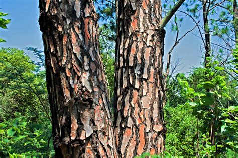 pine tree bark  stock photo public domain pictures