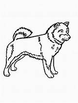 Inu Shiba Hunde Malvorlage Ausmalbild Malvorlagen sketch template