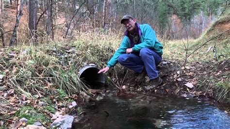 todays forest streamside management zone youtube