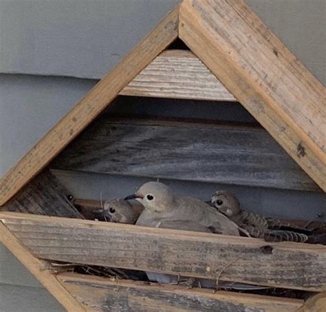 ready  ship    days dove nesting box redwood etsy   dove nest bird houses