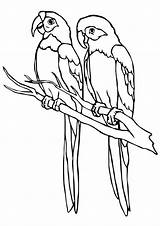 Parrot Dibuixos Papagei Papegaai Ausmalbild Kleurplaten Parrots Psd Comentari Lloros sketch template