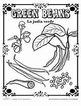 Beans Green String Drawing Coloring Spanish Seed Worksheet Flower Pages Paintingvalley Kindergarten Choose Board sketch template