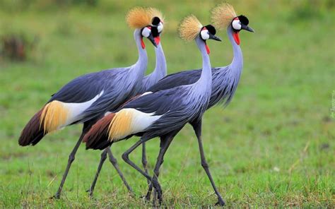 grey crowned cranes image id  image abyss