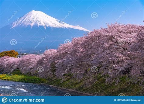 Mount Fuji Mt Fuji With Sakura Cherry Blossom At The