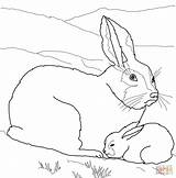 Coloring Baby Hare Arctic Pages Mother Animals Printable Color Clipart Supercoloring Hares Animal Mom Fox Drawing Template Bunny Cliparts Easy sketch template