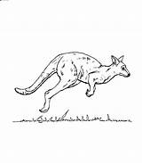 Kangaroo Kangur Kolorowanki Australien Dzieci Pobrania Letzte sketch template