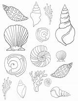 Coloring Shells Conchas Seashell Stencil sketch template