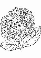 Geranium Coloring Pages Template sketch template