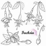 Fuchsia Ornate Bud sketch template