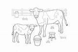 Cows sketch template