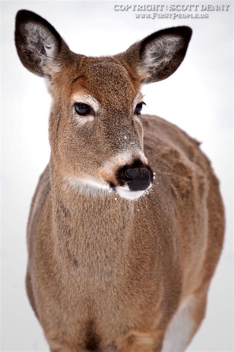 Doe A Deer Whitetail Deer