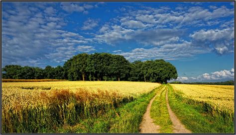 sommerfelder foto bild natur landschaft felder sommer bilder auf