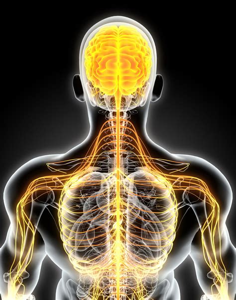brilliantly interesting facts   nervous system bodytomy