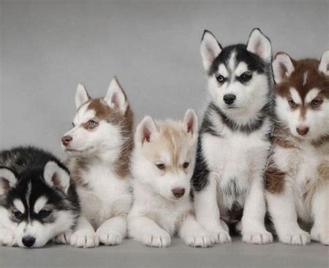cute husky puppies siberian huskies photo  fanpop