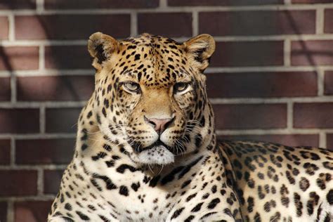 jaguar tiere saeugetiere goruma