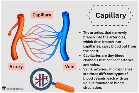 capillaries structure types  disease