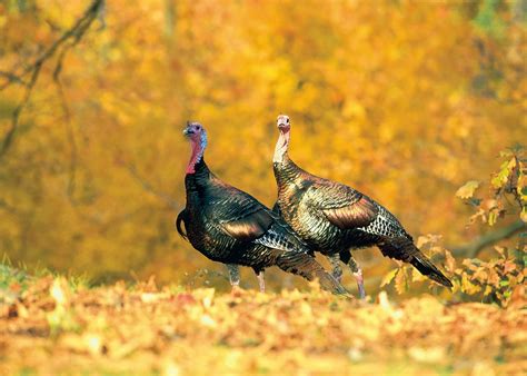 outdoorscribe fall turkey season  tough hunting  takes  seat