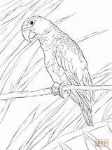 Parrot Parrots Rican Cotorra Dibujos Supercoloring Loros sketch template