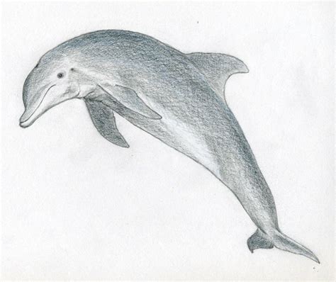 draw  dolphin