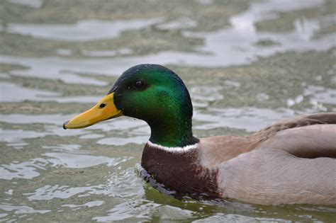duck mallard info photo