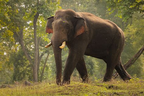 asian elephant bull francis  taylor photography