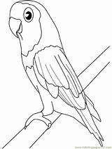 Coloring Pages Parrot Parakeet Printable Birds Kids Parrots Print Animals Budgie Color African Colouring Oiseaux Comments Library Getdrawings Budgies Choose sketch template
