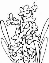 Colorat Zambila Zambile Flori Primavara Desene Planse Hyacinth Fise Interferente Desenat Clopotel Designlooter Primarygames Colorezi Floare Mai sketch template