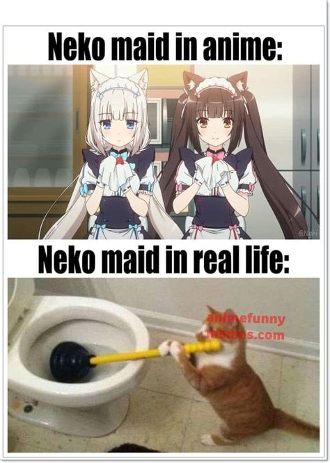 Neko Maid In Anime Vs Real Life Animememes