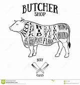 Beef Butcher Manzo Boeuf Macellaio Taglia Rundvlees Regeling Slager Snijdt Boucher Coupe Drawn sketch template