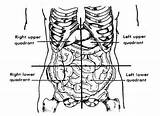 Abdomen Quadrants Abdominal Anatomical Organs Quadrant Regions Lower Easynotecards Umbilicus Topographically sketch template