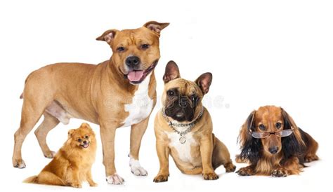 group  dogs stock image image  pedigreed shar bulldog
