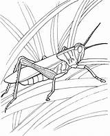 Grasshopper Coloring Pages Garden Locust Drawing Grasshoppers Printable Ant Line Locusts Kids Print Color Insect Clipart Supercoloring Worksheets Getdrawings Book sketch template