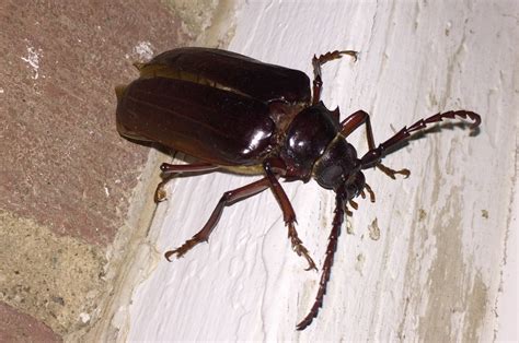 california root borer black beetle longhorn beetle garden bugs