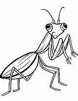 Mantis Praying Cartoon Housefly Insectos Insekt Insects Flying Honigbiene Malseite Karikatur Hormigas sketch template