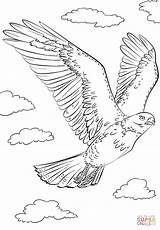 Hawk Tailed Hawks Colorare Falcon Peregrine Bambini Falce Coloringonly Hur Falk Ritar Flygande Supercoloring Disegni Acessar sketch template