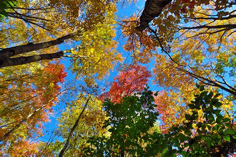 guide  fall foliage mass audubon  great outdoors