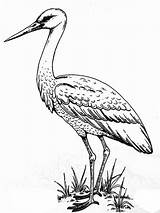 Coloring Pages Stork Storks Print Heron Crane sketch template