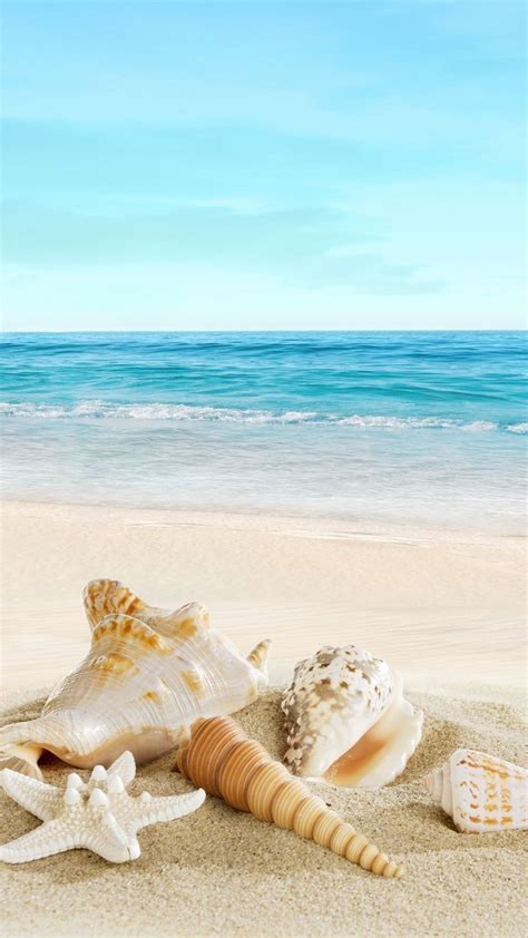 nature sunny sea shell beach iphone 6 wallpaper image plage coquillage de mer fond ecran nature