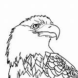 Eagle Coloring Bald Pages Feather Eagles Kids Drawing Head Printable Smooth Baby Soaring Color Flying Logo Football Print Easy Getcolorings sketch template