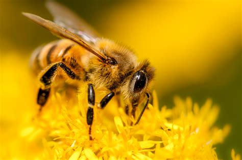 la nostra ape apis mellifera europea juzaphoto