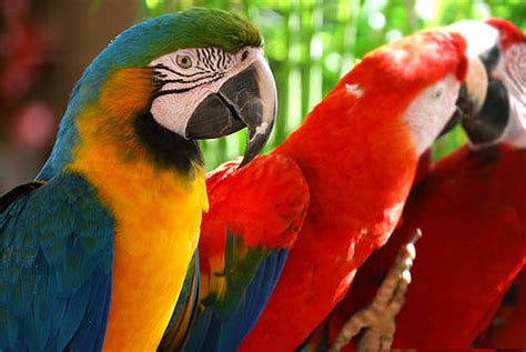 holiday  parrot jungle islandchoice  holiday