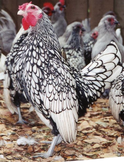 Silver Sebright Bantam Chicks For Sale Cackle Hatchery